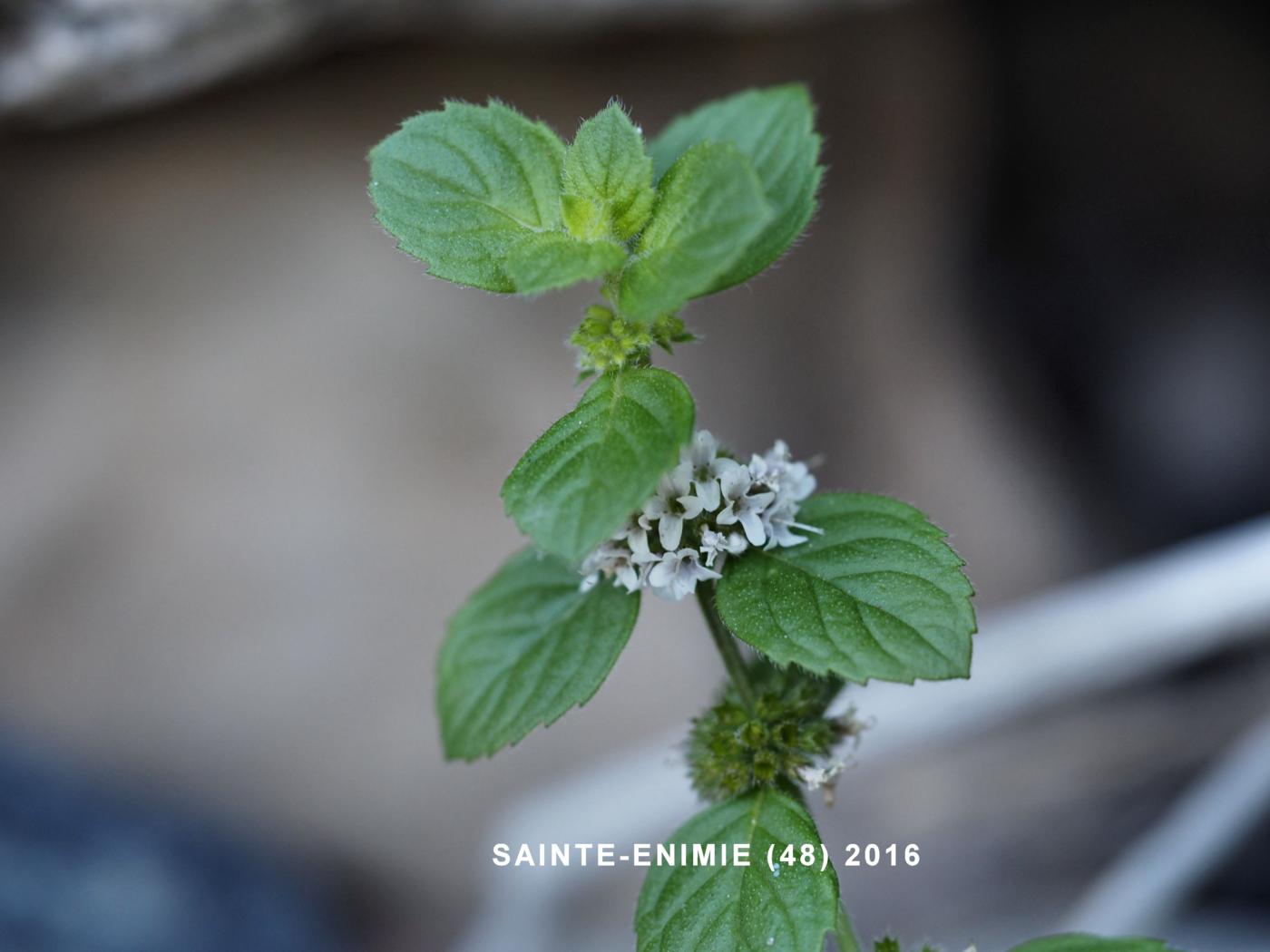 Mint, Corn leaf